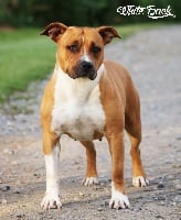 Étalon American Staffordshire Terrier - Ethic Of Dream Jewel of atomic combination