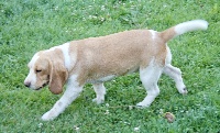 Étalon Beagle - red nova Hanni
