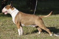 Étalon Bull Terrier - CH. chuckson's Monarch