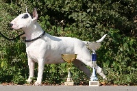 Étalon Bull Terrier - CH. Louboutin de l'Empire du Bull