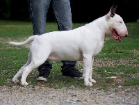 Étalon Bull Terrier - busell's Faith and science
