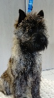 Étalon Cairn Terrier - Lover black diamond du harpouy d 'auzan