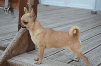 Étalon Chihuahua - Nicki minaj du domaine santa giulia