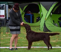 Étalon Flat Coated Retriever - CH. Little big man De La Tribu De Cochise