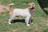 Étalon Jack Russell Terrier - CH. Hot fudge sundae du Vallon de l'Alba