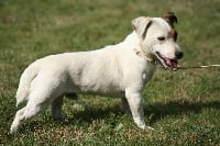 Étalon Jack Russell Terrier - Lester Du Domaine Brunemont