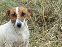 Étalon Jack Russell Terrier - Mojito speciale des Terres des Forges