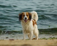 Étalon Petit chien hollandais de chasse au gibier d'eau - Erell-manu del piedra preciosa