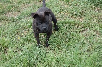 Étalon Staffordshire Bull Terrier - Iryna (Sans Affixe)