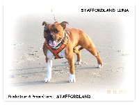 Étalon Staffordshire Bull Terrier - Staffordland Luna