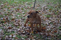 Étalon Staffordshire Bull Terrier - Massalias Lou