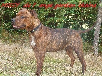 Étalon Staffordshire Bull Terrier - Missy De L'Ange Gardien Ckaina