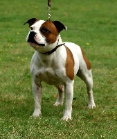 Étalon Staffordshire Bull Terrier - Little king pied Of The Warriors Red Skins