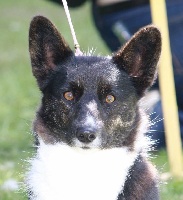 Étalon Welsh Corgi Cardigan - Lubie des celtes d'yroise