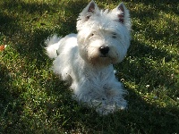 Étalon West Highland White Terrier - I love you des lauriers d'aliénor