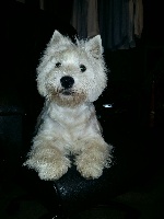 Étalon West Highland White Terrier - Alborada Miss m'as tu vu