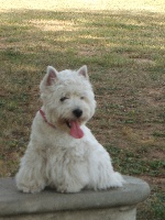 Étalon West Highland White Terrier - Firstlady des lauriers d'aliénor