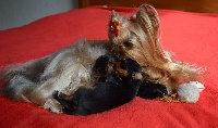 Étalon Yorkshire Terrier - Geisha love des gardes champêtre