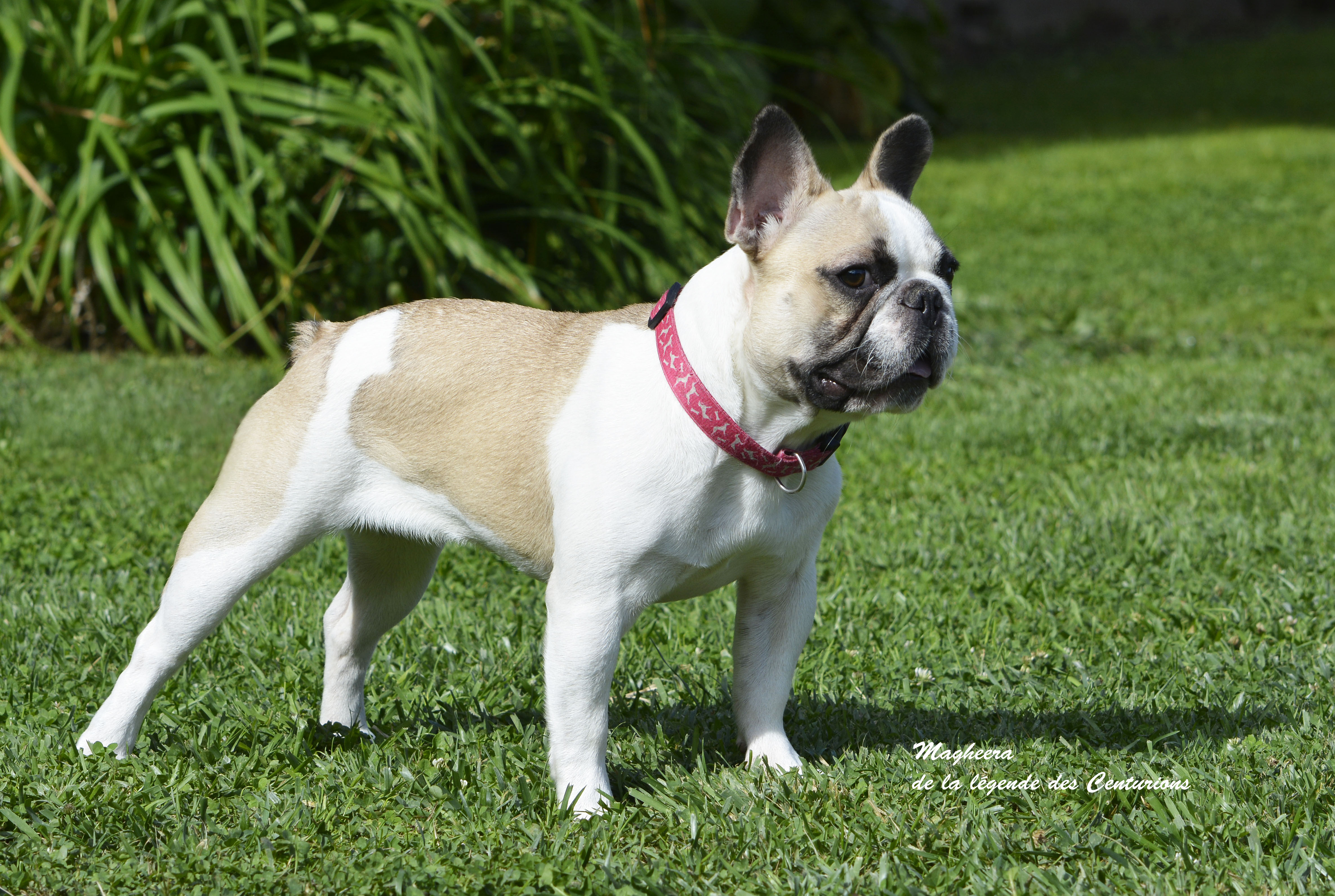 Chien Elevage De La Légende Des Centurions eleveur de chiens Bouledogue français