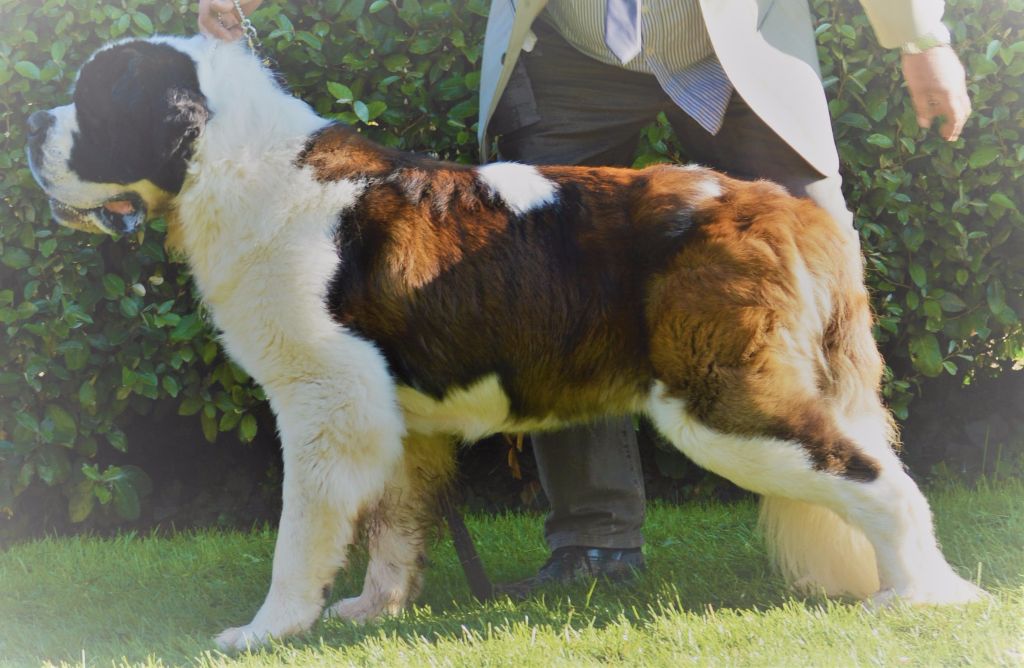 Les Saint Bernard De La Vallée De L Hogmiau