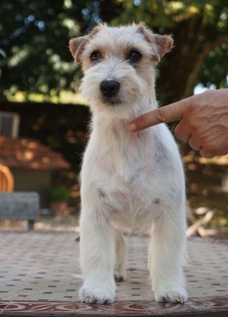 Les Jack Russell Terrier de l'affixe   des terres plaines