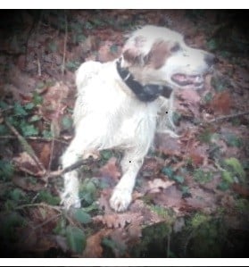 Les Setter Anglais de l'affixe   Des Plaines Gersoises