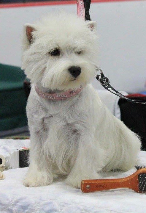 Le Standard de la race West Highland White Terrier sur Atara.com