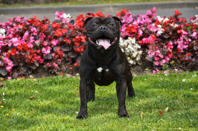 Étalon Staffordshire Bull Terrier - James The Dream For Still