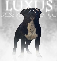 Étalon Staffordshire Bull Terrier - Luxus de miss and manjol