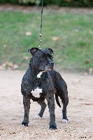 Étalon American Staffordshire Terrier - Inka de L'éclat Du Diamant Bleu