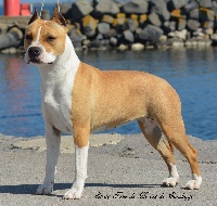 Étalon American Staffordshire Terrier - Stay true de heroes de carthago