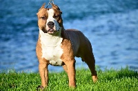 Étalon American Staffordshire Terrier - ring legend's Rolling on the river