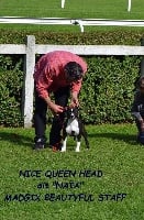 Étalon American Staffordshire Terrier - Nice queen head  dit naïa Madgix beautyful staff