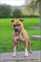 Étalon American Staffordshire Terrier - Jumbo De la Maison d'Este