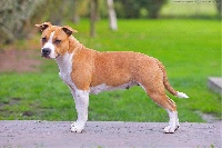 Étalon American Staffordshire Terrier - Jeïna lady diamond De la Maison d'Este