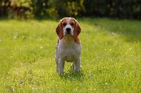 Étalon Beagle - Mutin des cinq chemins