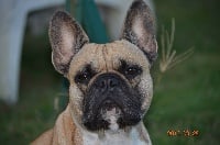 Étalon Bouledogue français - Louna (Sans Affixe)