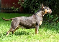 Étalon Bull Terrier - Trick or treat Jabberwock