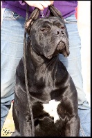 Étalon Cane Corso - Leggenda du Royaume de la Romance