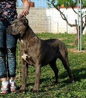 Étalon Cane Corso - Afra cane d'oro italiano