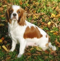 Étalon Cavalier King Charles Spaniel - Lyzie du domaine de Maxiel