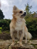 Étalon Chihuahua - Hilory dit hidalgo des Mini Elidyle