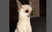 Étalon Chihuahua - Iani Des pyramides de cholula