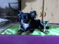 Étalon Chihuahua - Jibidi de la Ville Piriou