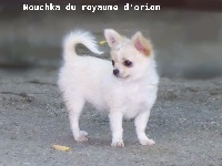 Étalon Chihuahua - Nouchka Du Royaume Dorion