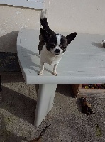 Étalon Chihuahua - Itsi bitsi bikini Des patibullies