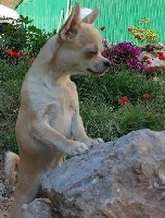 Étalon Chihuahua - Joyce de la Vallée des Aymaras