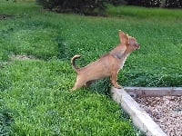 Étalon Chihuahua - Nougat Du Jardin De Saphirs