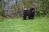 Étalon Chow Chow - it's my love Mercedes