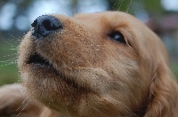 Étalon Cocker Spaniel Anglais - Lila De sandie landes